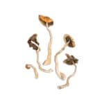 Mazatapec Magic Mushroom - Image 2