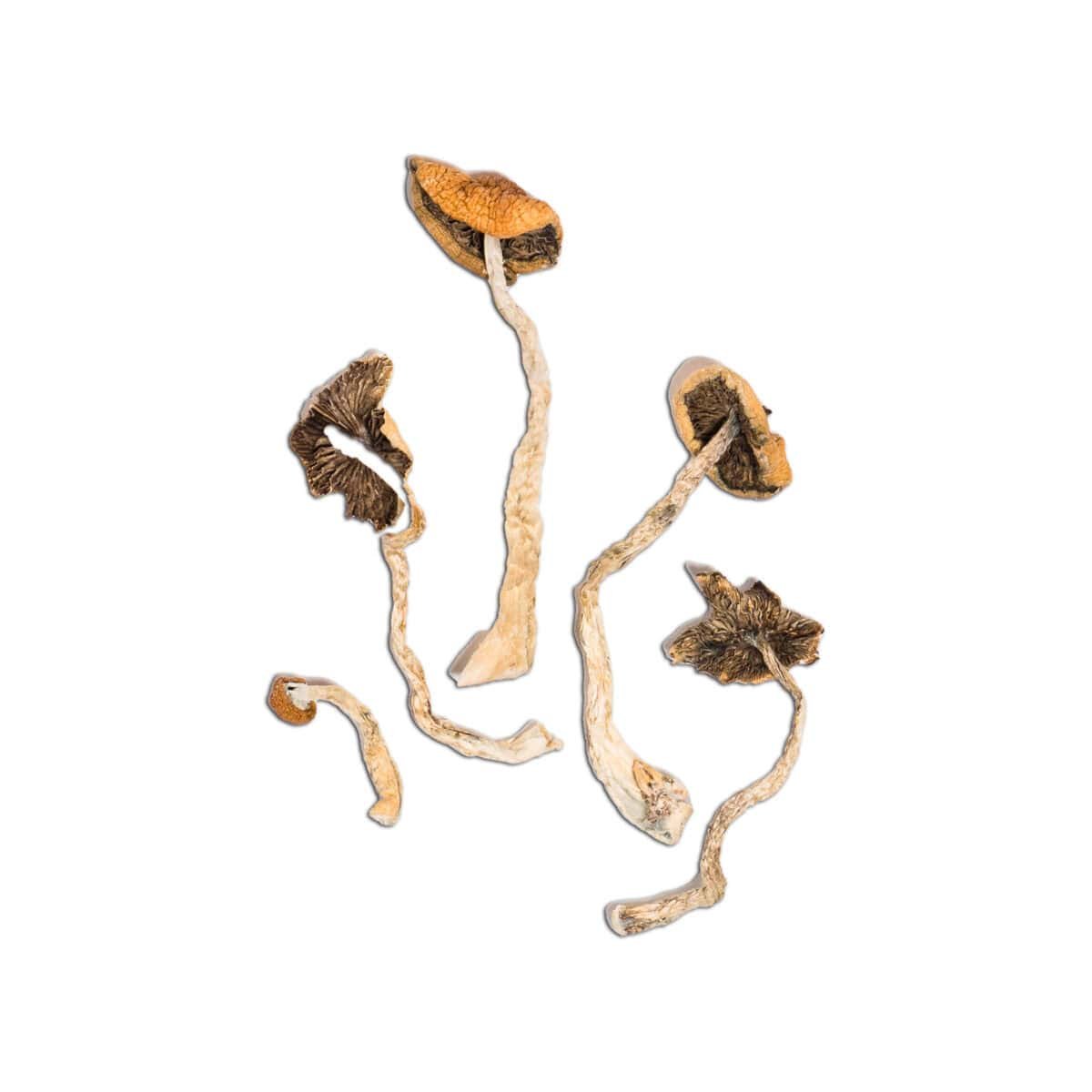 Mazatapec Magic Mushroom - Image 2