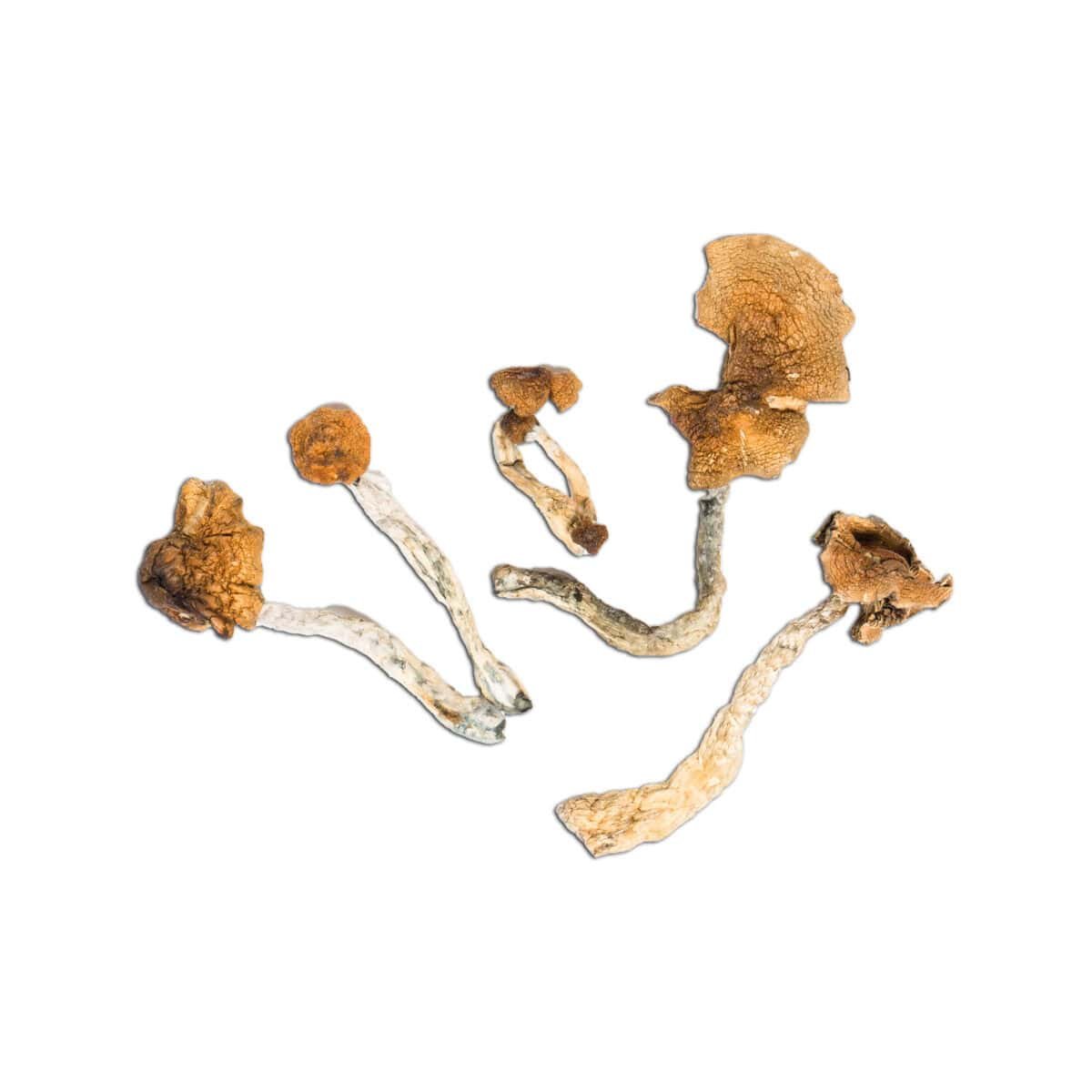 Mexican Magic Mushroom - Image 1