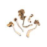Mexican Magic Mushroom - Image 2