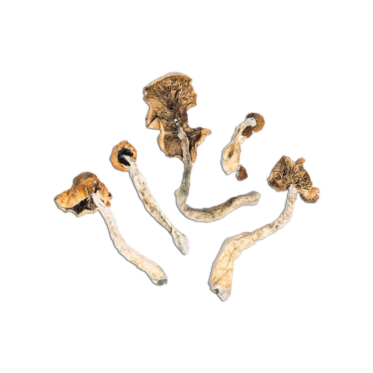 Mexican Magic Mushroom - Image 2
