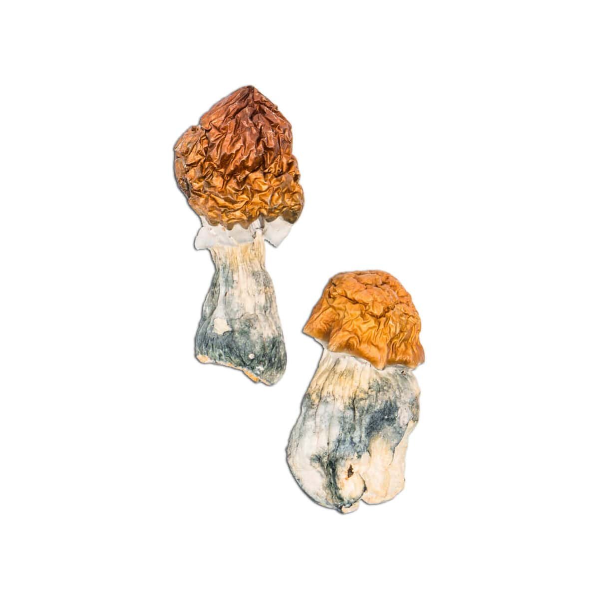 Texas Yellow Cap - Image 1
