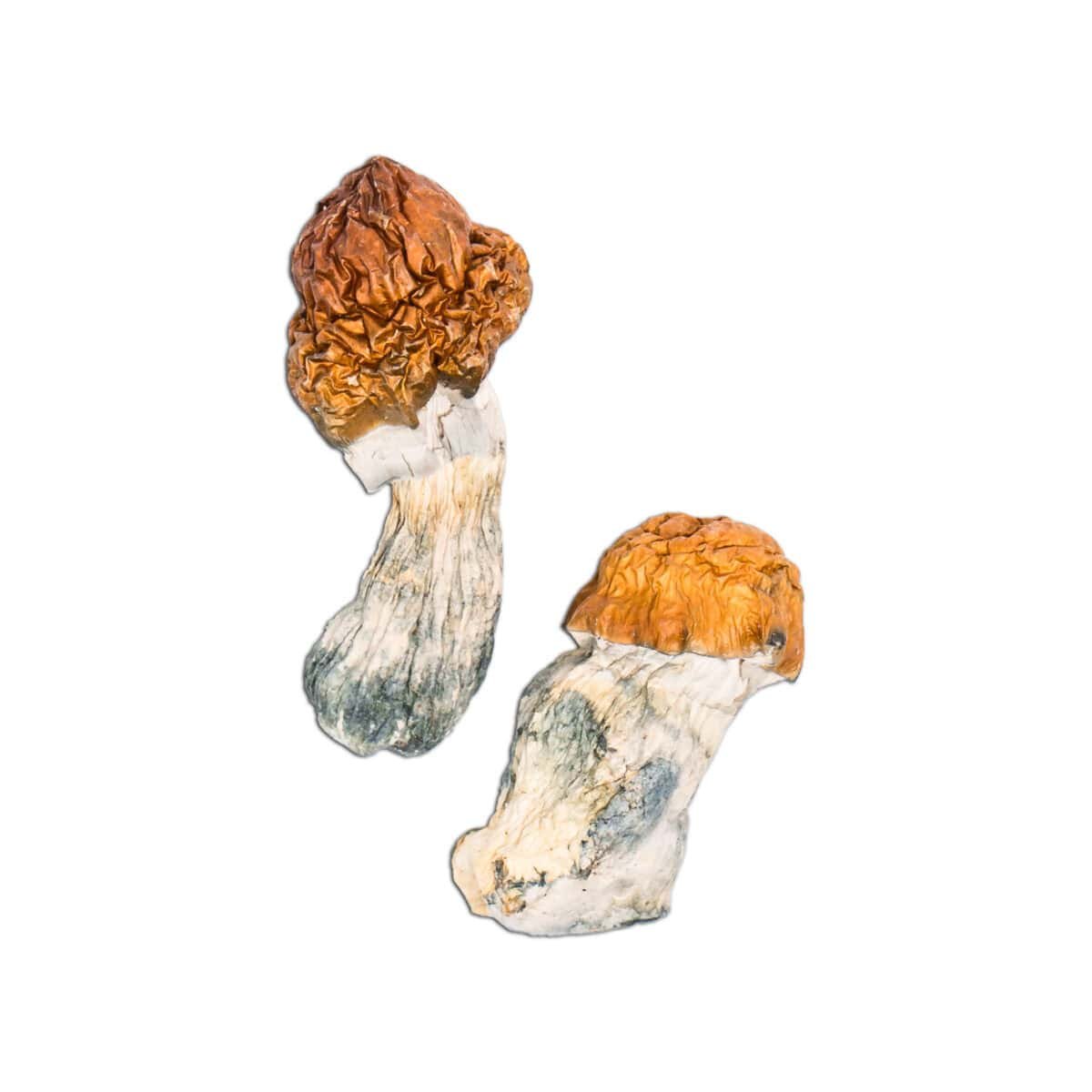 Close-up of dried wild mushrooms with textured brown caps and white stems. Perfect for mushroom foraging or culinary use.