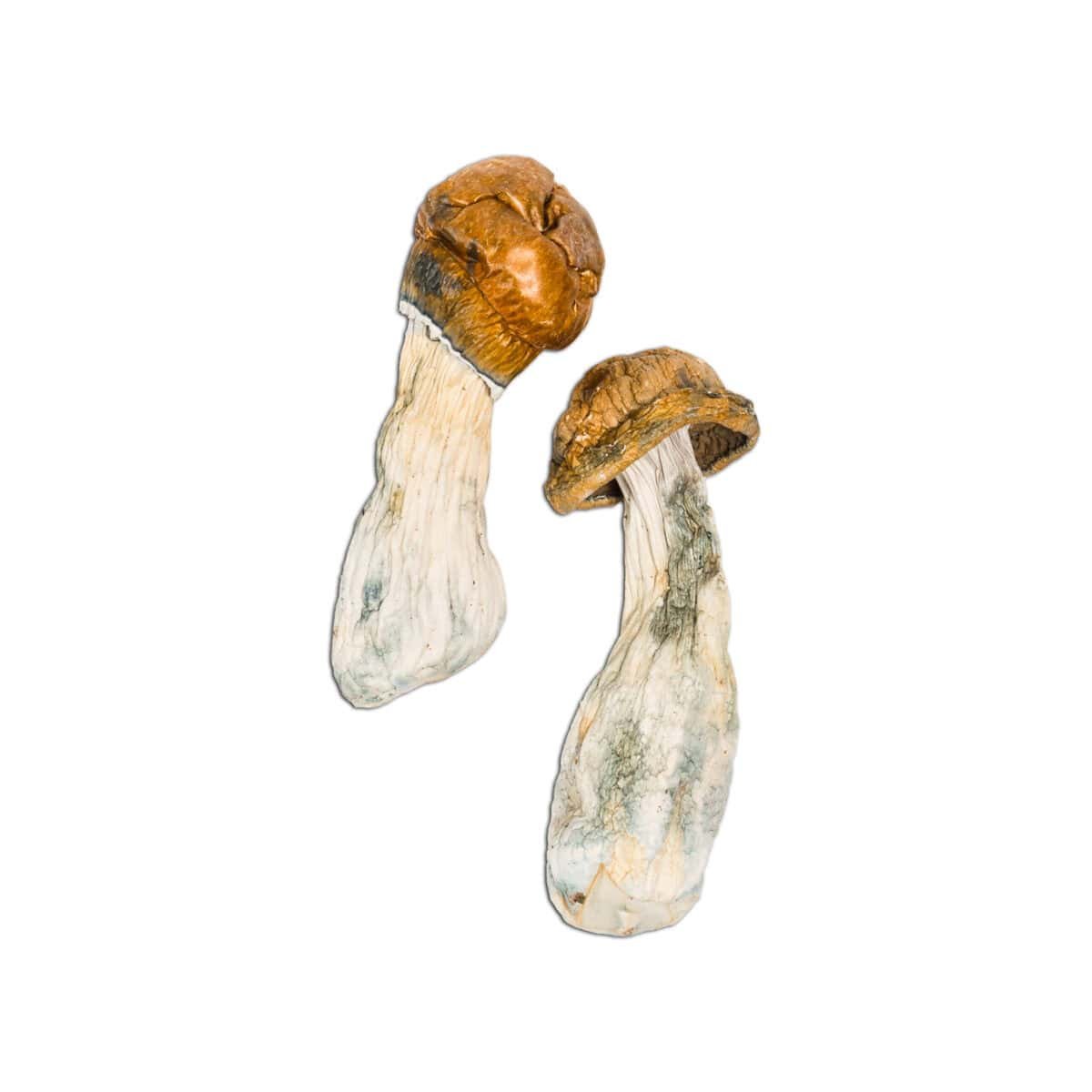 Tidal Wave Magic Mushroom - Image 1