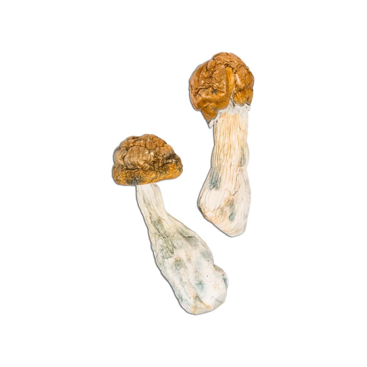 Tidal Wave Magic Mushroom - Image 2
