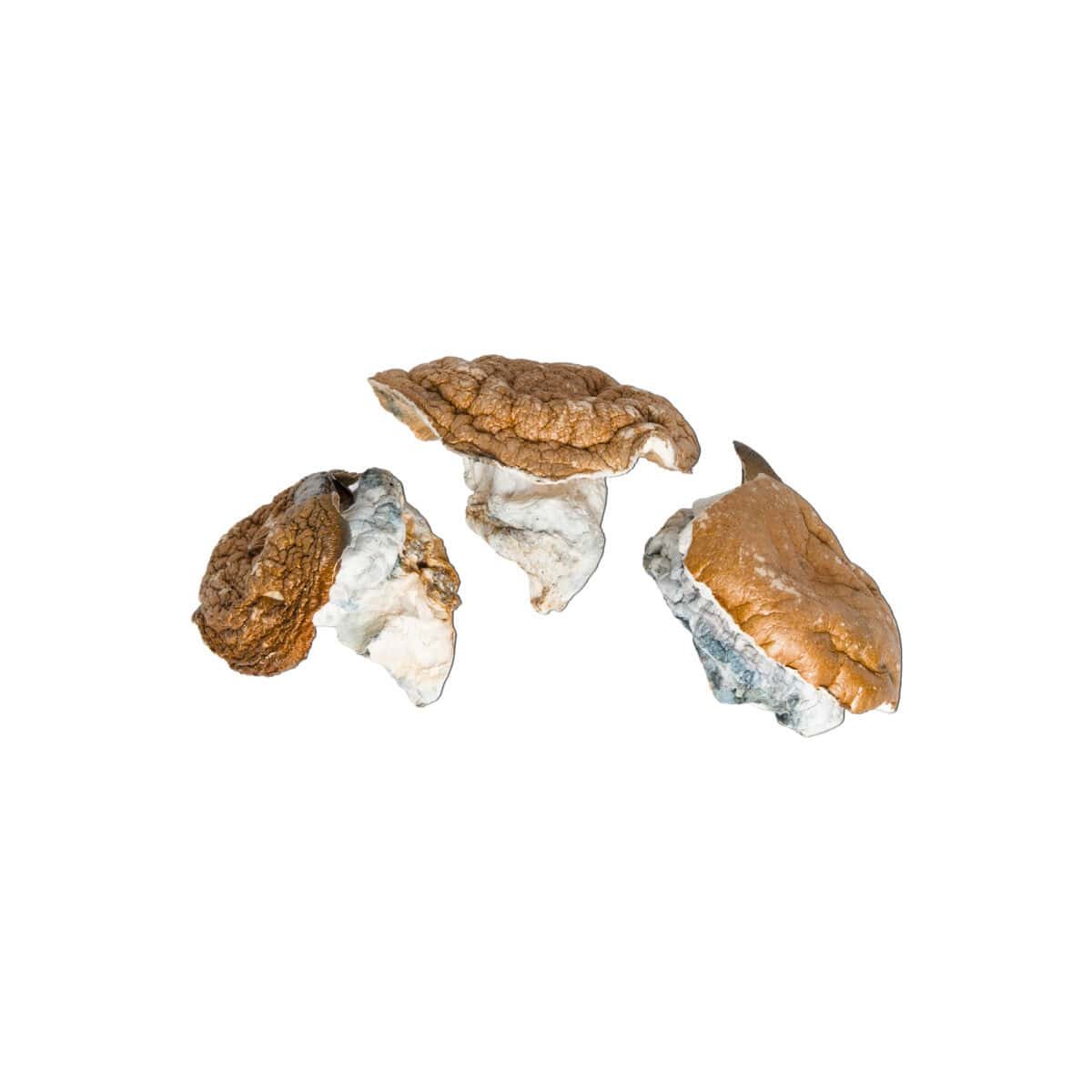 Dino Egg Magic Mushroom - Image 2