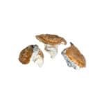 Dino Egg Magic Mushroom - Image 2