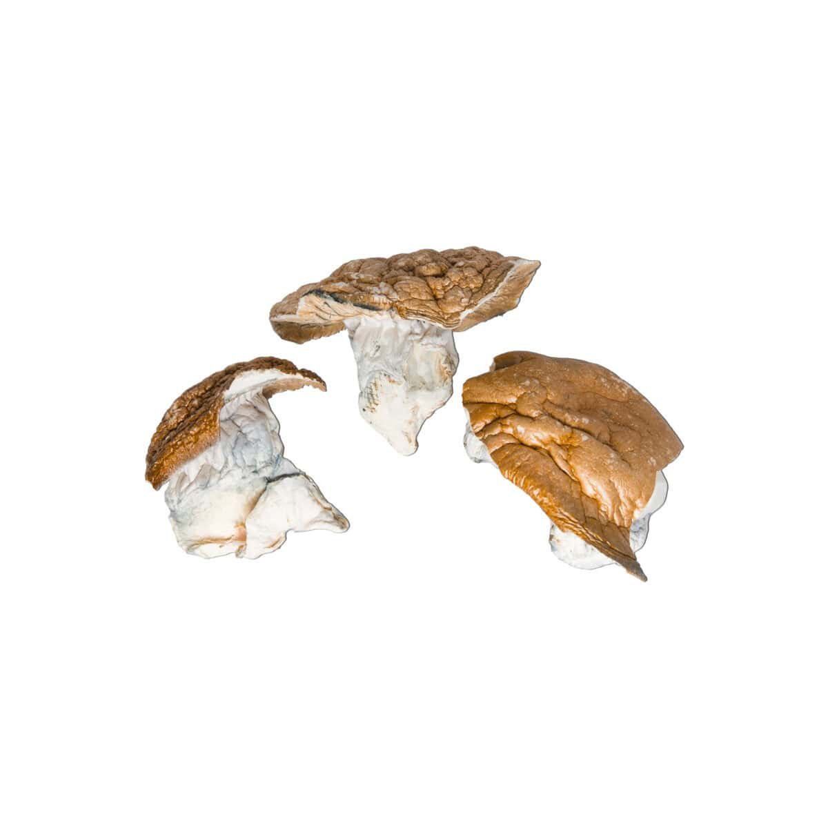 Dino Egg Magic Mushroom - Image 1
