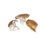Dino Egg Magic Mushroom