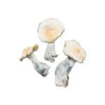 Great Northern White Magic Mushroom