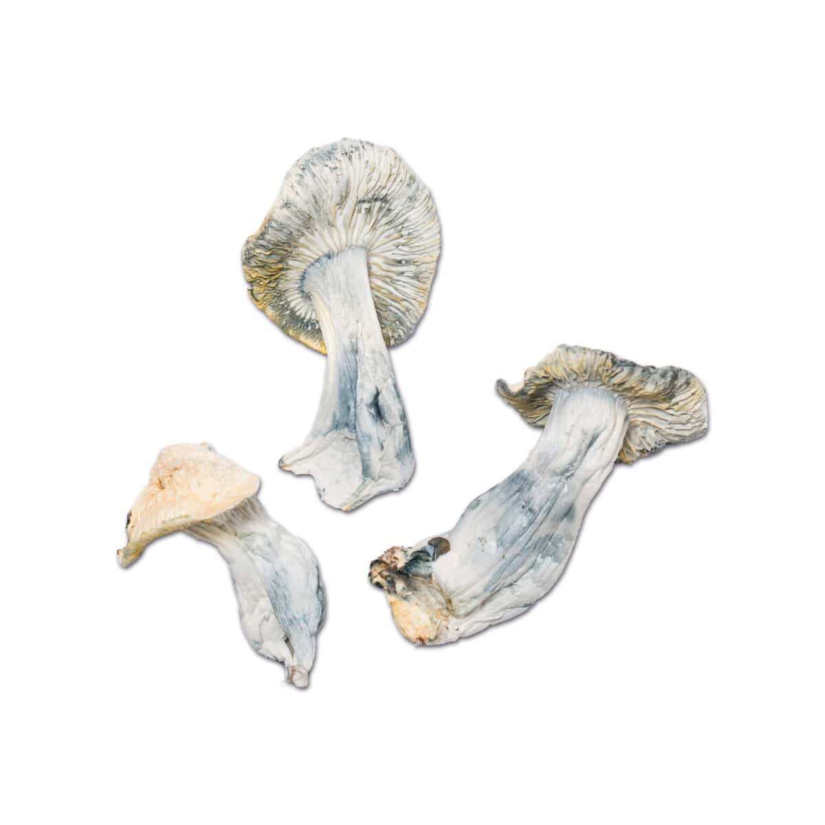 Great Northern White Magic Mushroom - Image 2