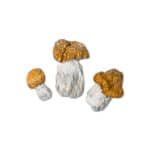 Avalanche Magic Mushroom