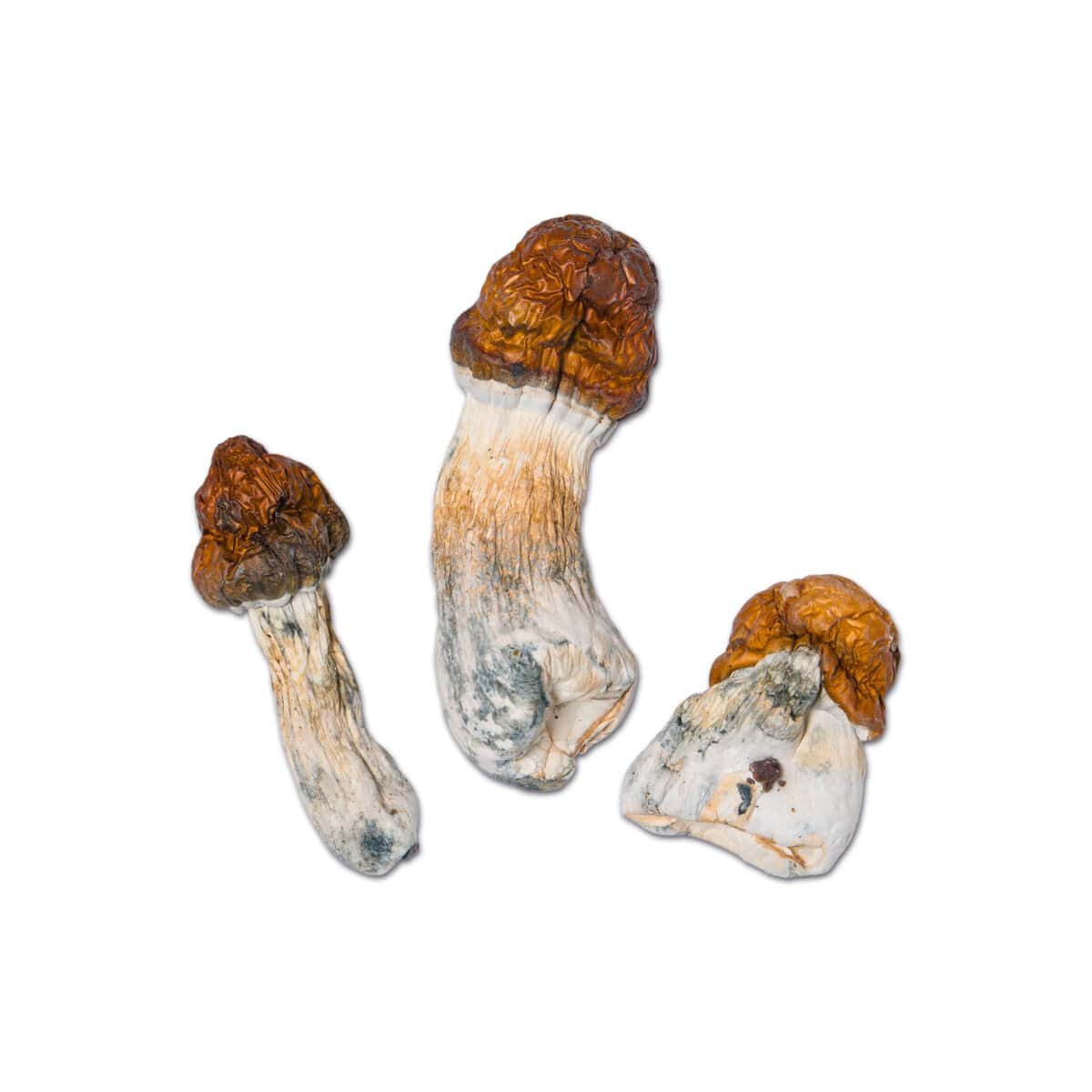 Vietnamese Magic Mushroom - Image 1